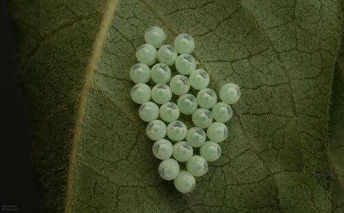 Мраморные клопы