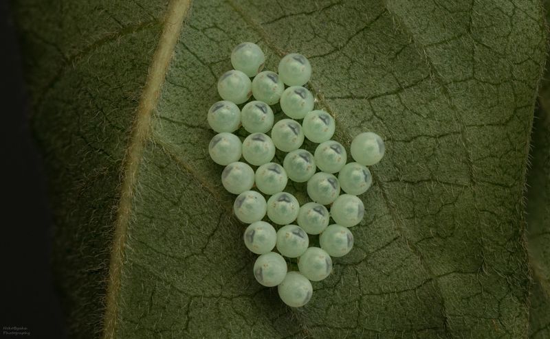 Мраморные клопы фото превью