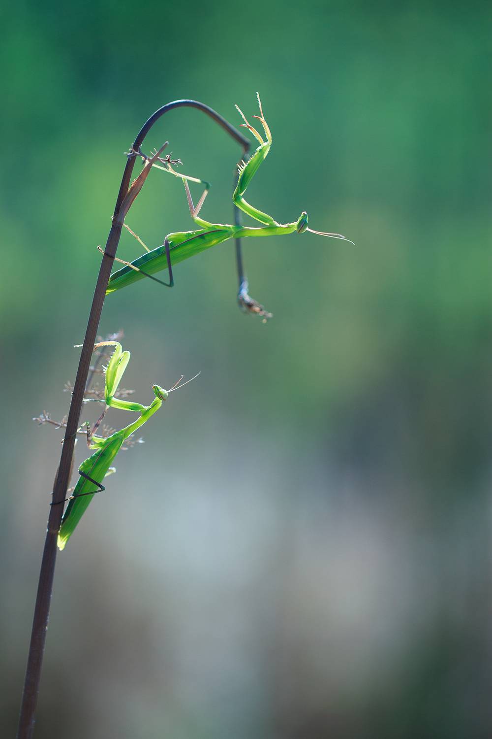 богомол, богомолы, Станка Петрова