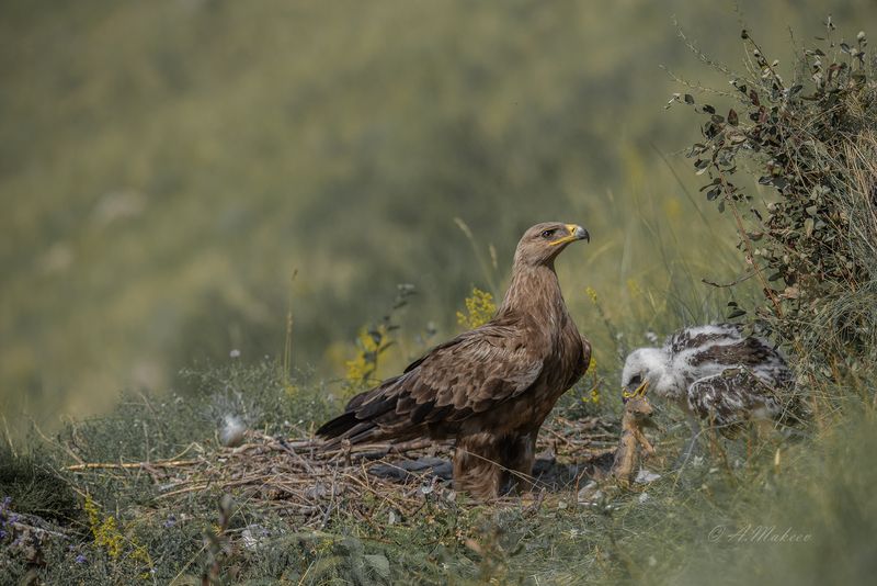 Степной орёл фото превью