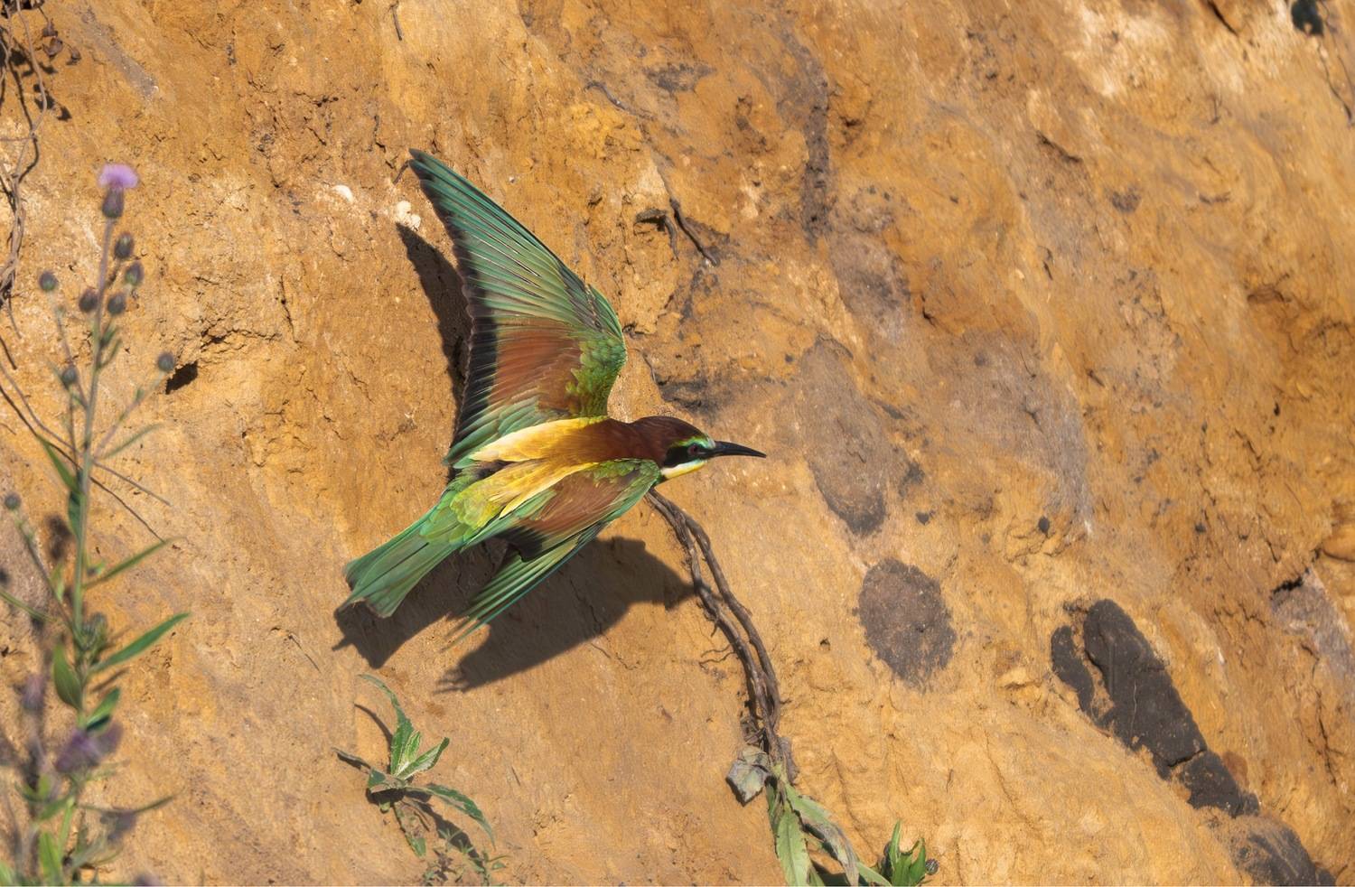 , Ширгин Сергей