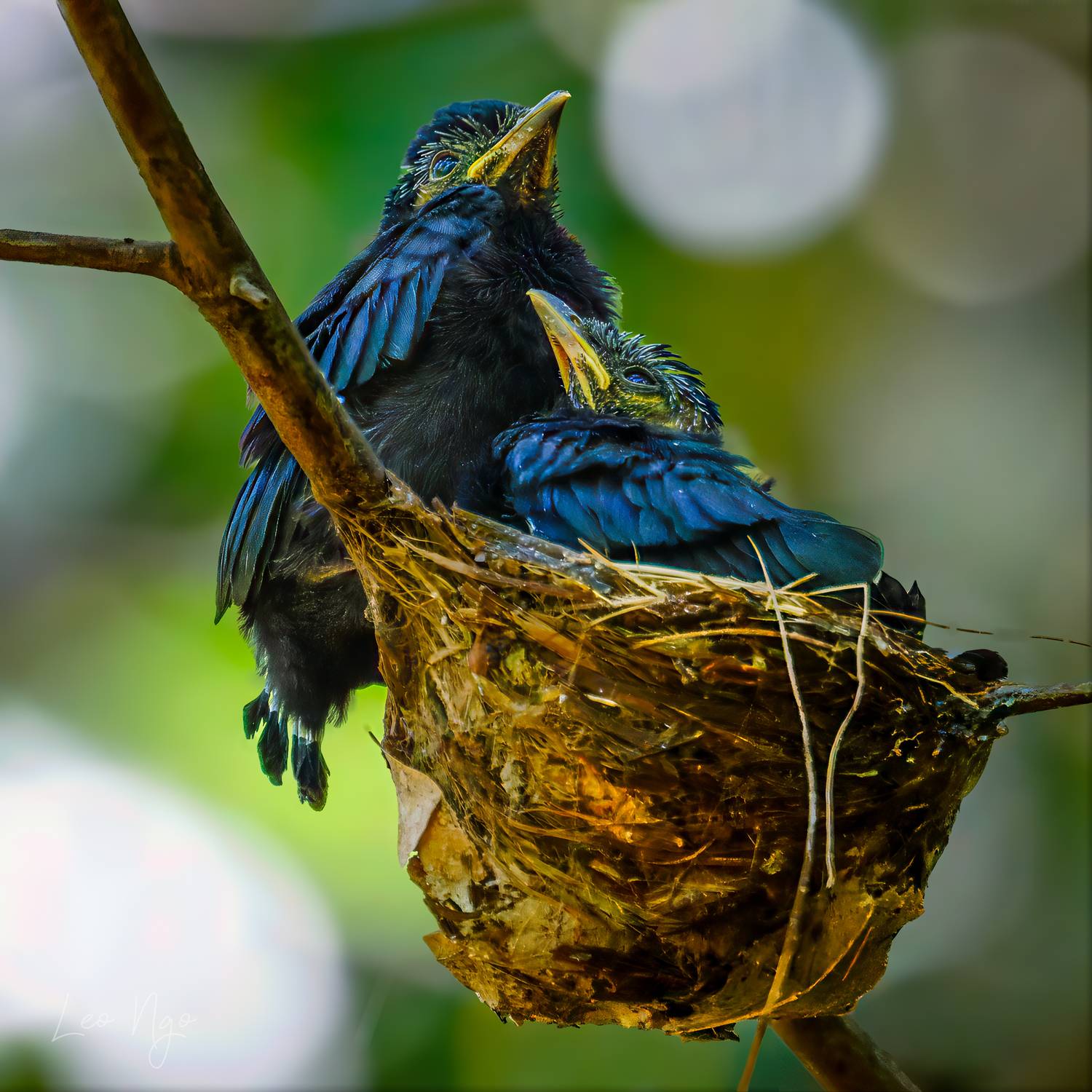 , Ngo Hoang Nguyen - Leo Ngo