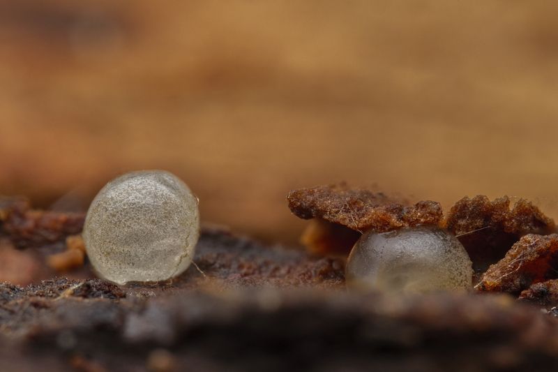 Life in Mars  фото превью