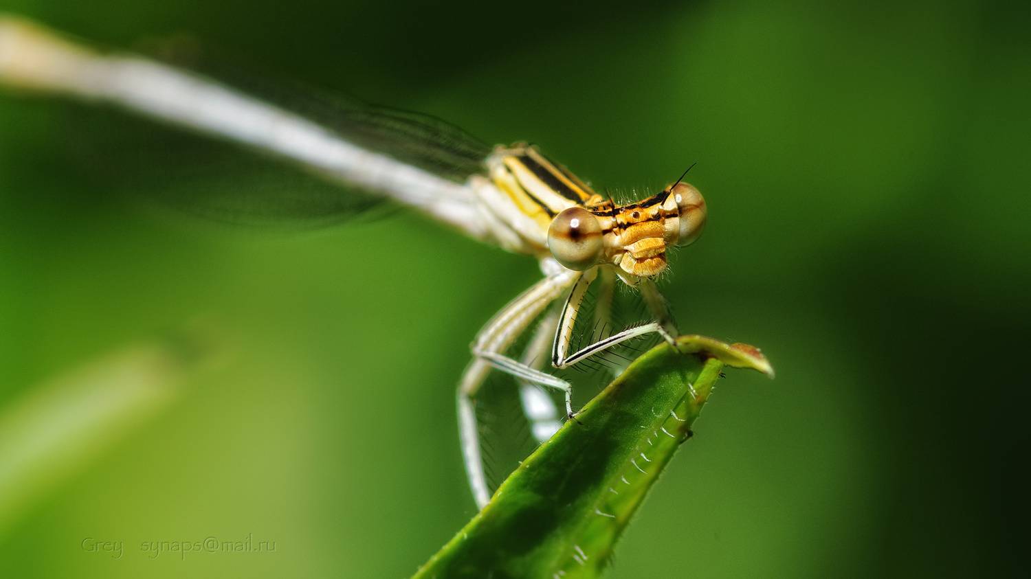 стрекоза, лето, макро, Сергей Павлов