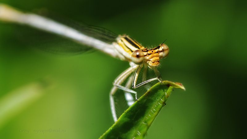 стрекоза, лето, макро Глаза в глаза... Портрет незнакомки. фото превью