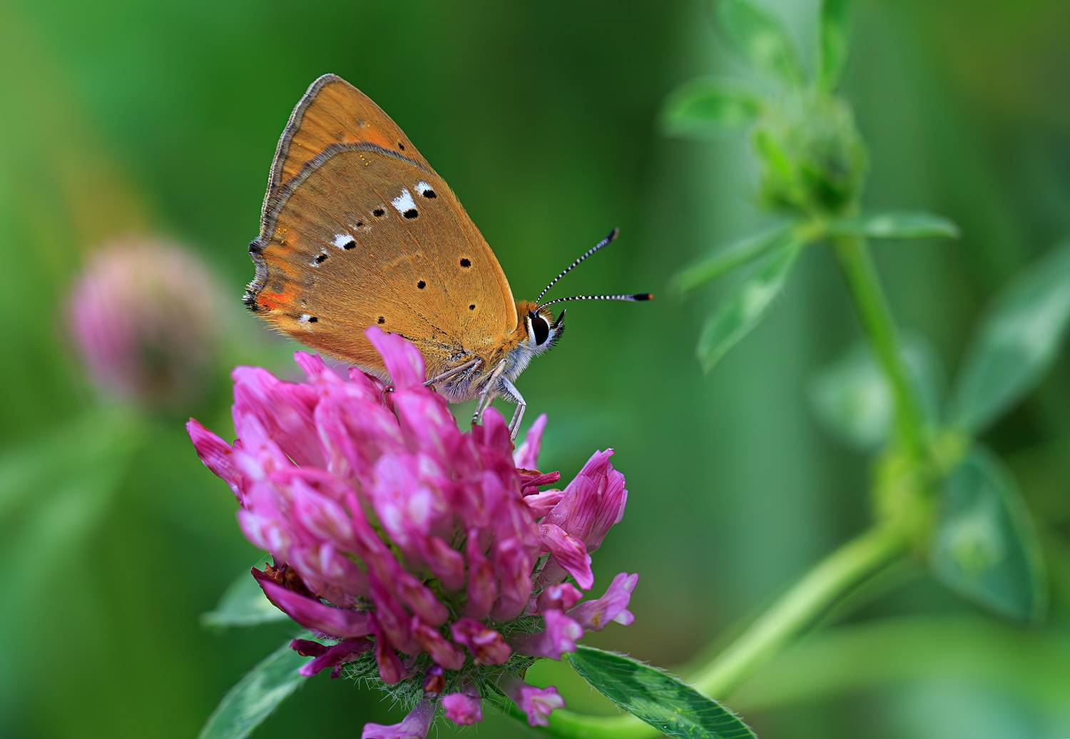 насекомые, бабочка, голубянка, червонец, огненный,  лето, июнь, Борис Новиков