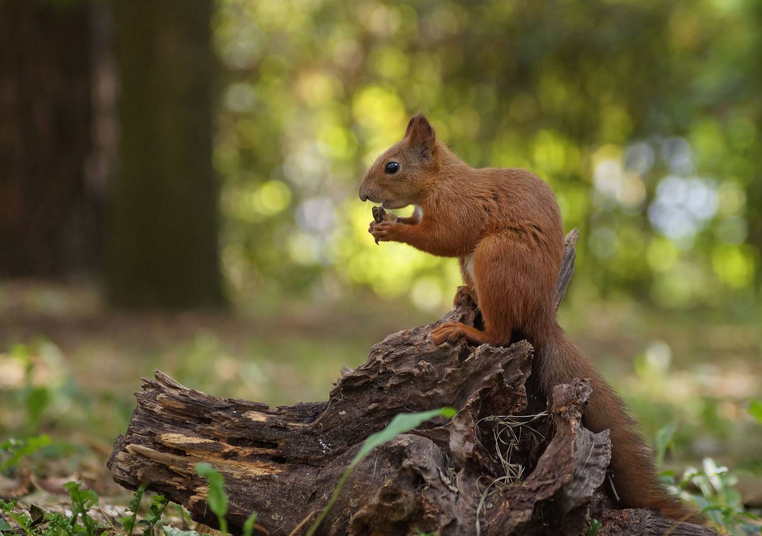 , Чепленко Алексей