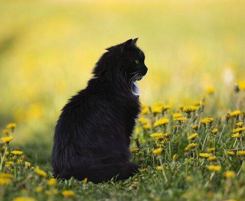 Кот в объятиях лета