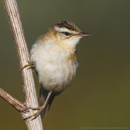Sedge warbler.