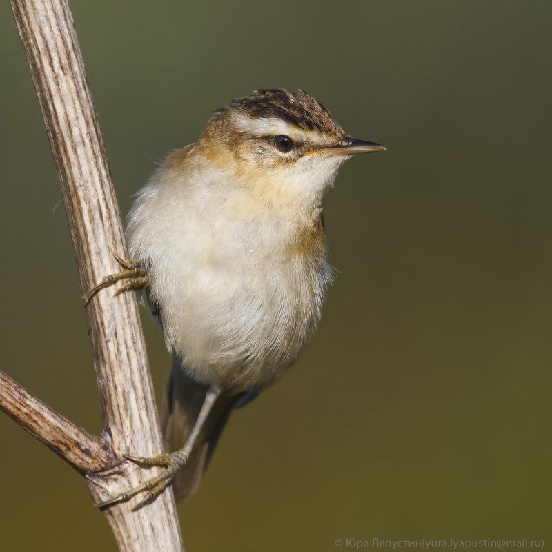 Камышевка барсучок Sedge warbler. фото превью