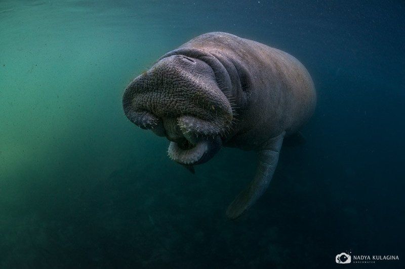 American, Endangered, Florida, Mammal, Manatee, Nature, Underater, Underwater, Американский, Американский ламантин, Животное, Животный мир, Ламантин, Млекопитающее, Подводная съемка, Подводное фото, Природа, Флорида Коровкин поцелуй фото превью