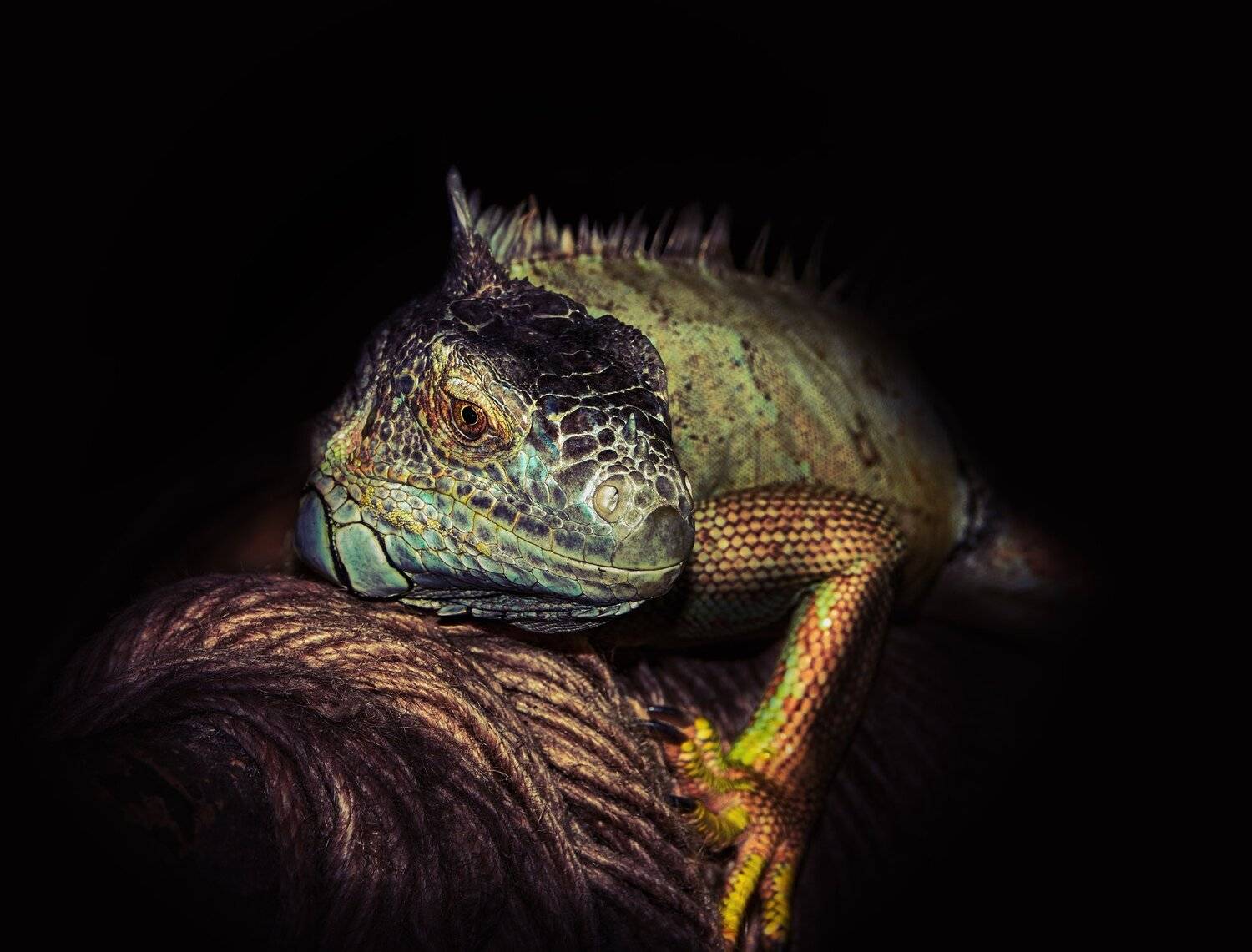 , Олег Богданов