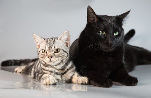 Наши котики -  Cats