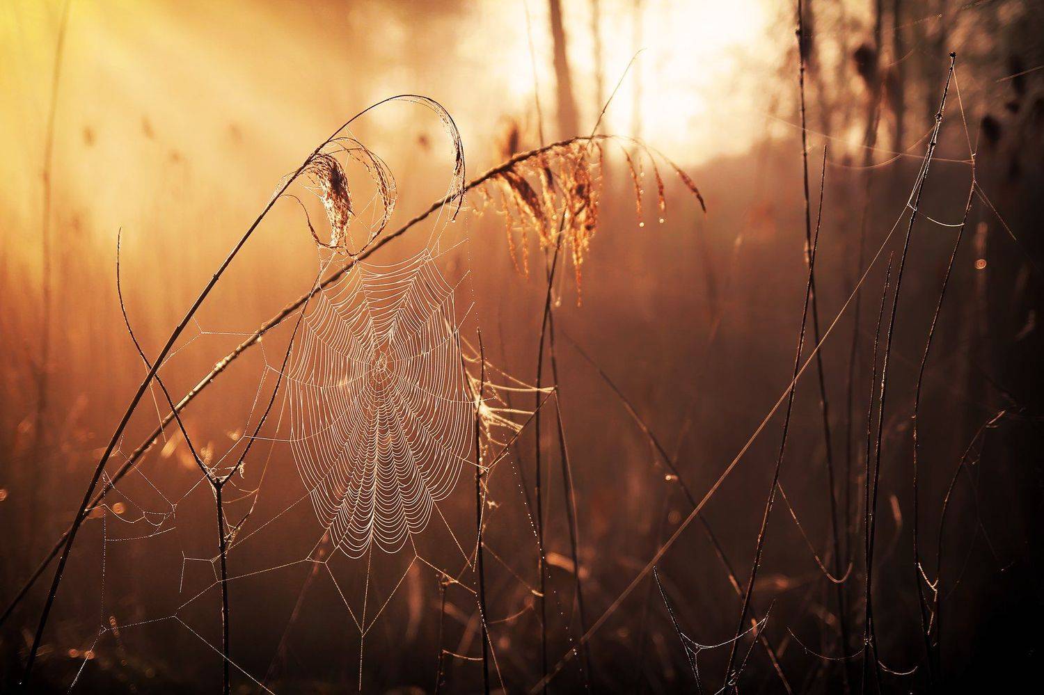 паутина рассвет свет роса природа, Юлия Войнич