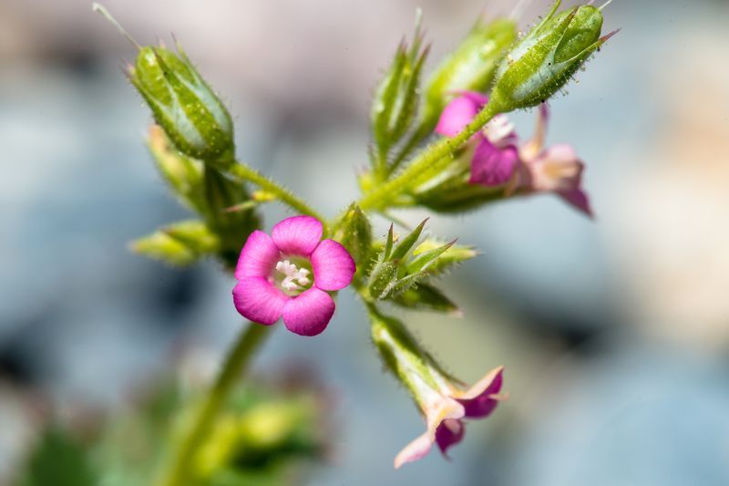 калифорния, долина смерти, цветы, цветение, макро Цветы Долины Смерти фото превью