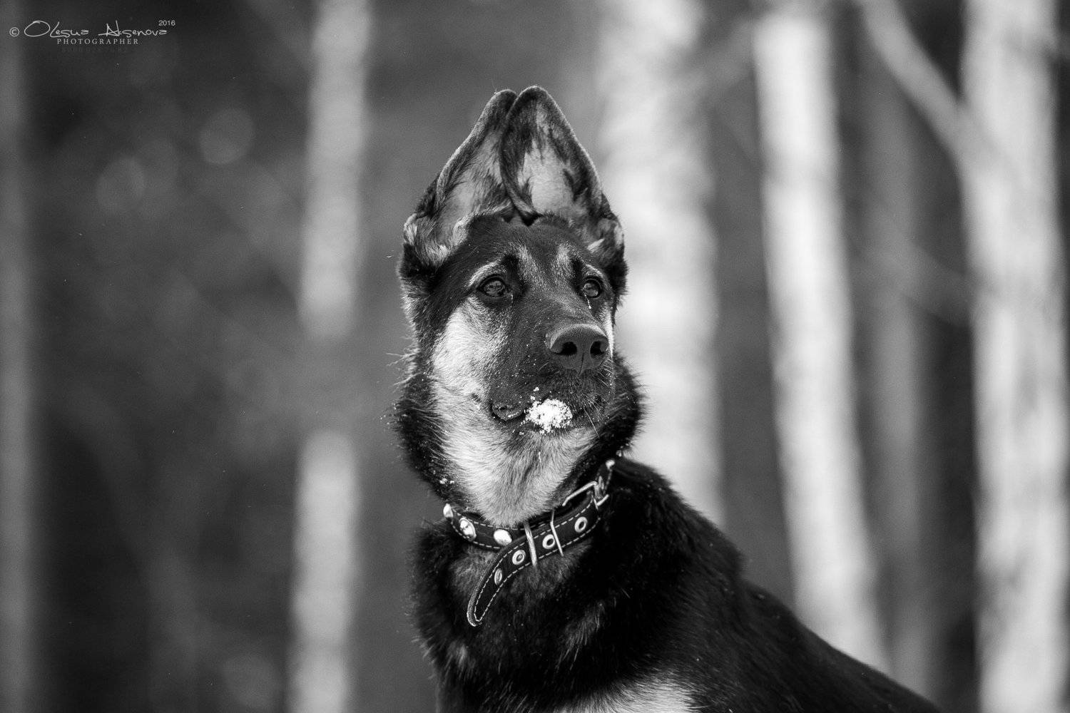 вео, восточник, овчарка, собака, щенок, ЧБ, Аксёнова Олеся