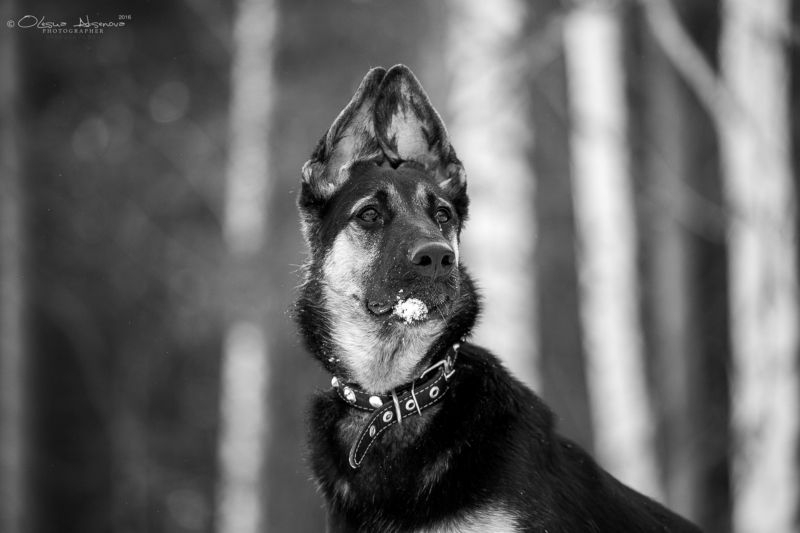 вео, восточник, овчарка, собака, щенок, ЧБ ВЕО - гордость России фото превью