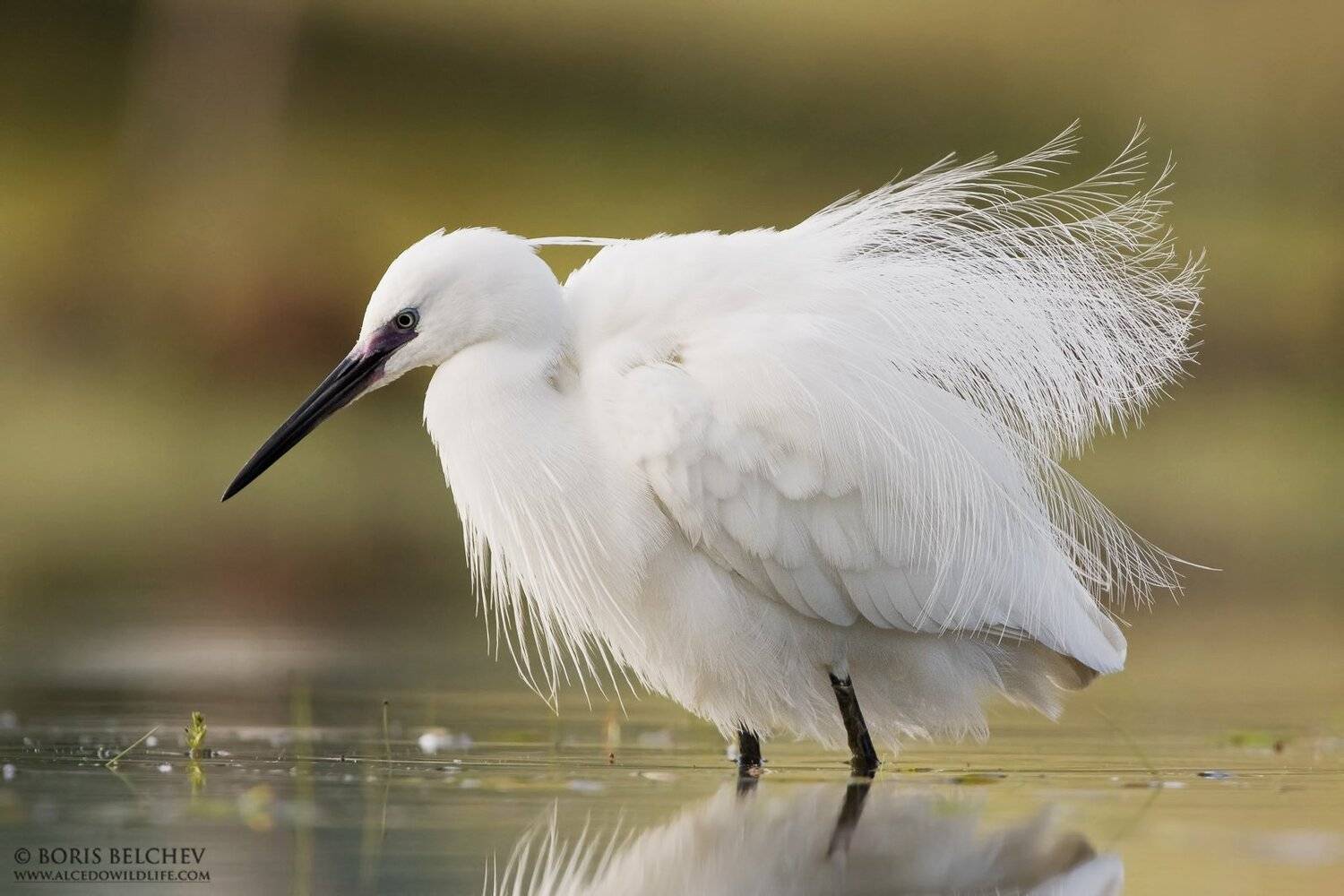 , Борис Белчев