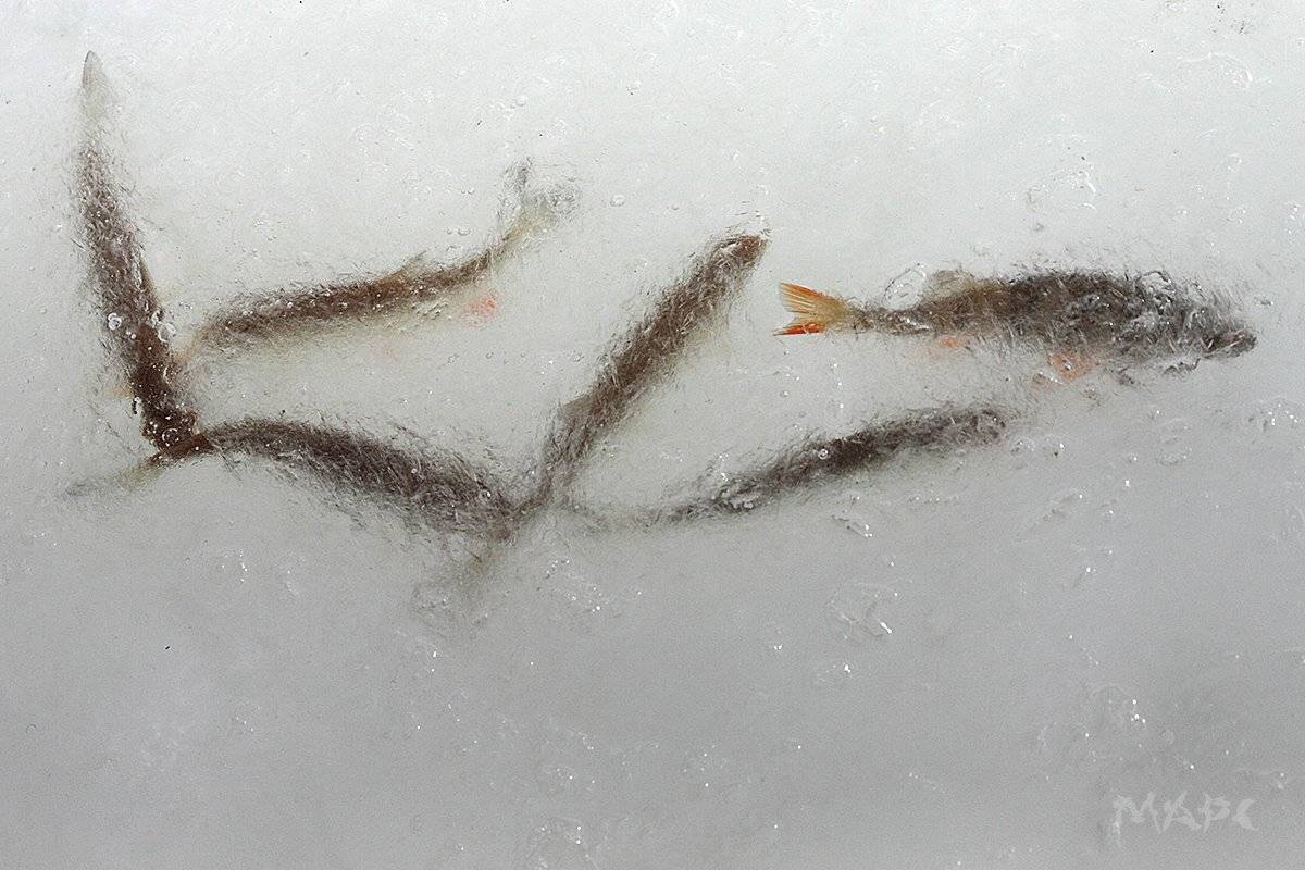 , Шангареев Марс