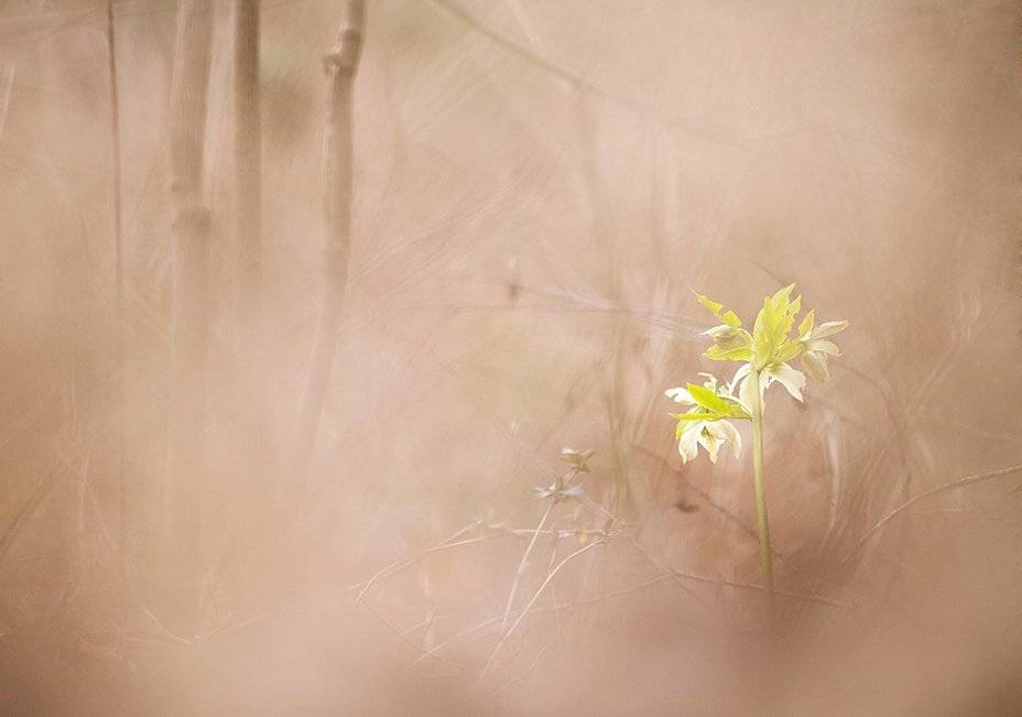 , Иваненко Светлана