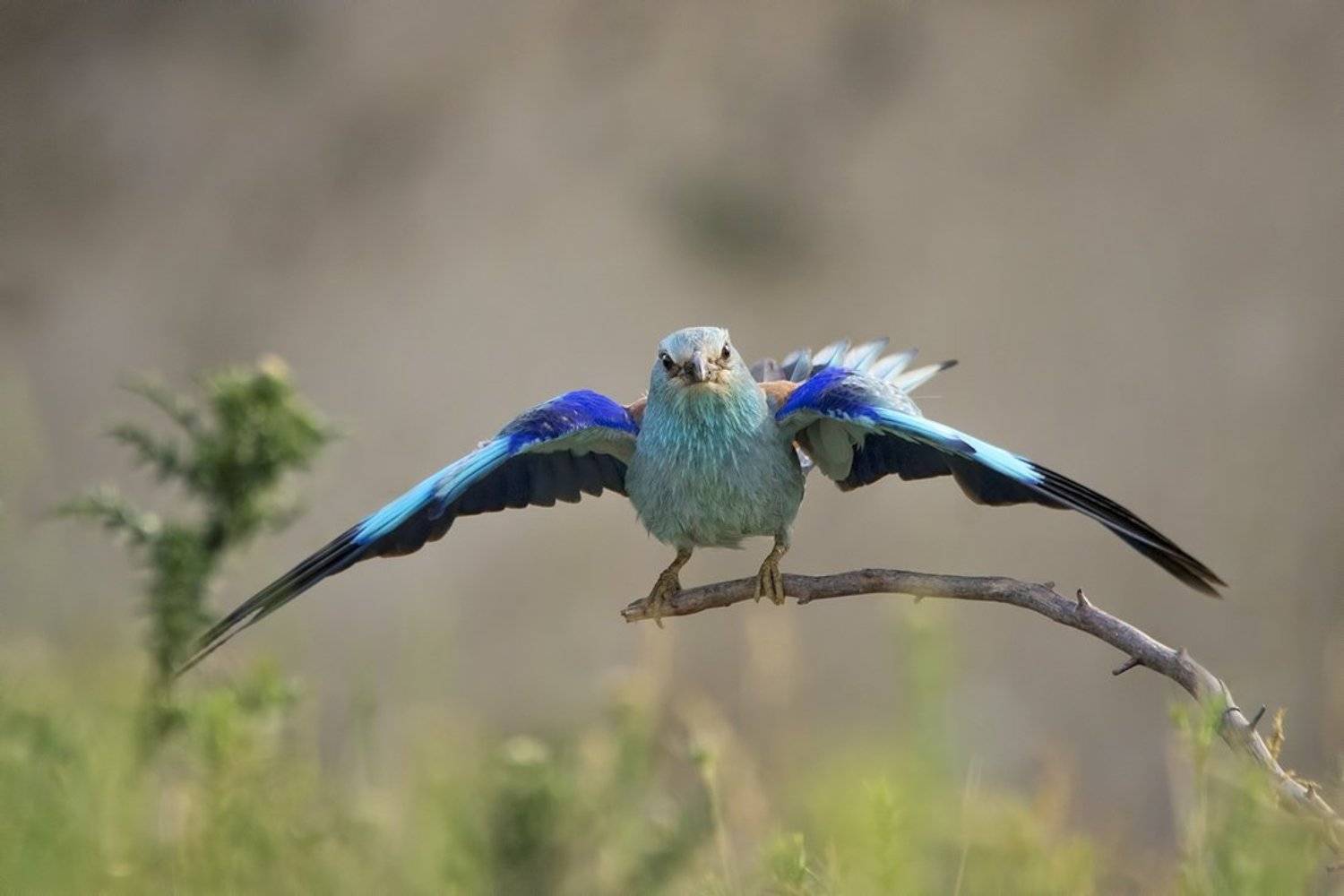 сизоворонка, синявица, Евгени Стефанов