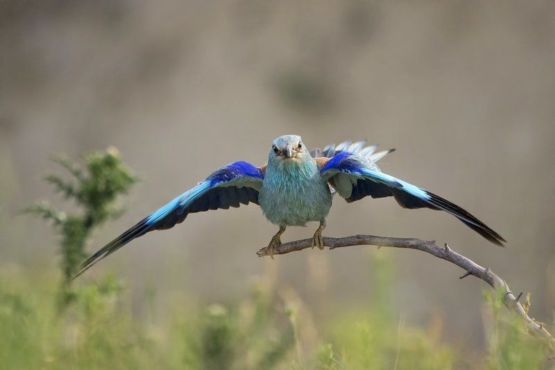 сизоворонка, синявица Сизоворонка фото превью