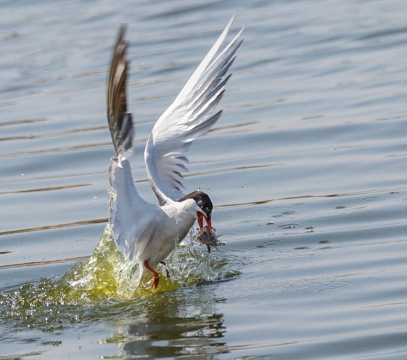 крячка фото превью