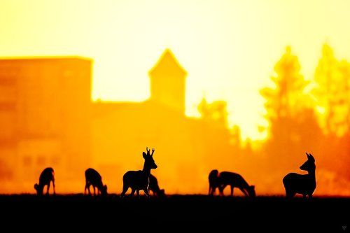 Shadow theater