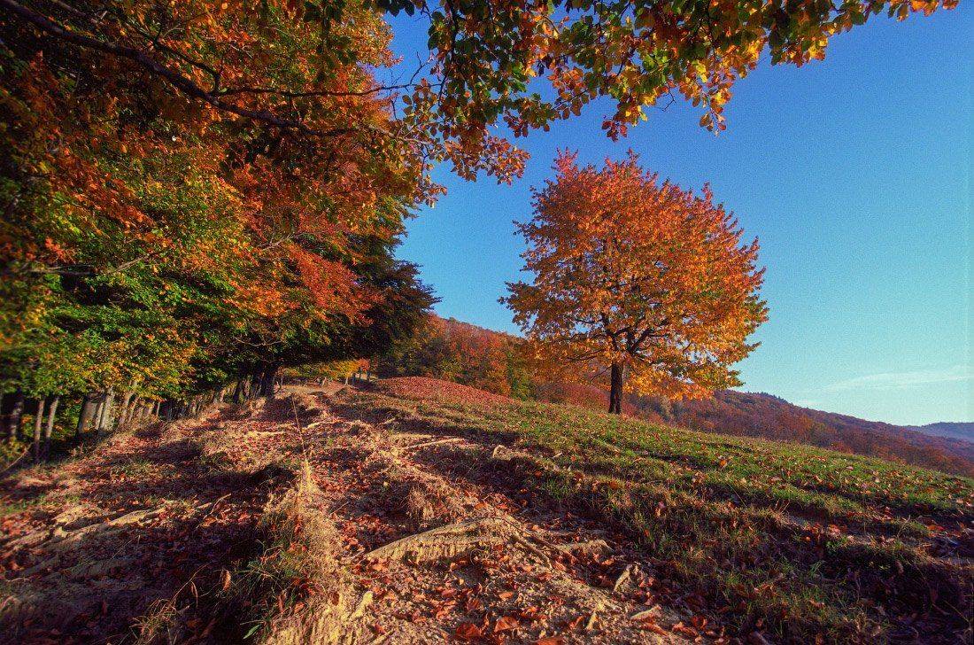 , Ярослав Тюрменко (Jaremi)