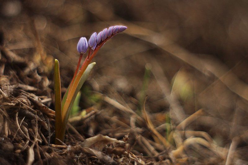 Пролеска двулистная фото превью