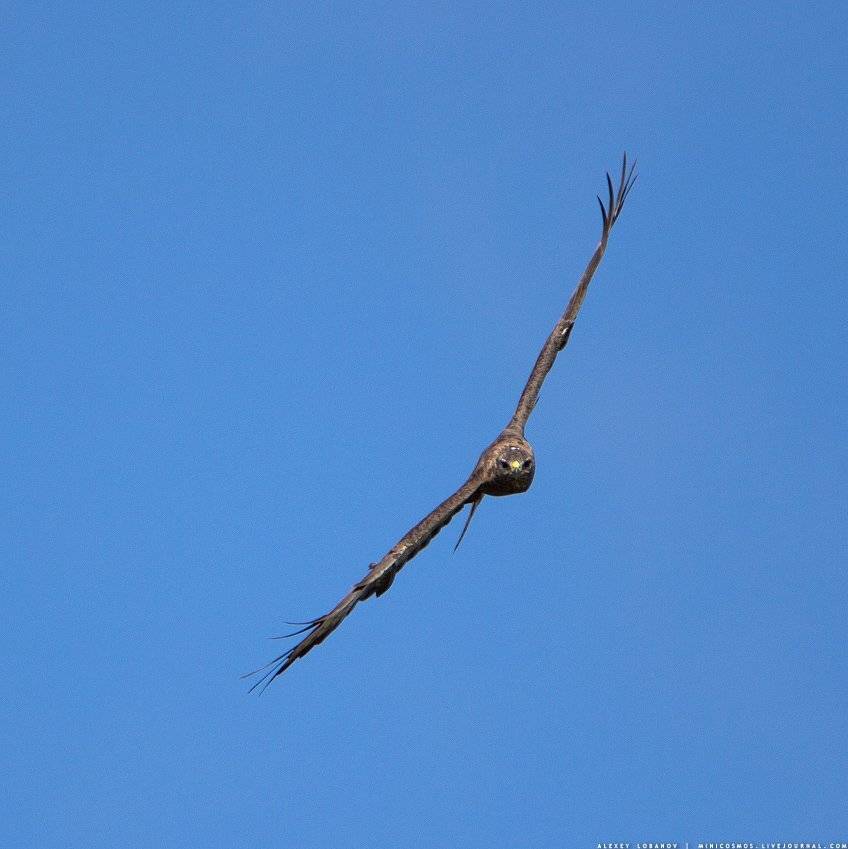 , Алексей Лобанов