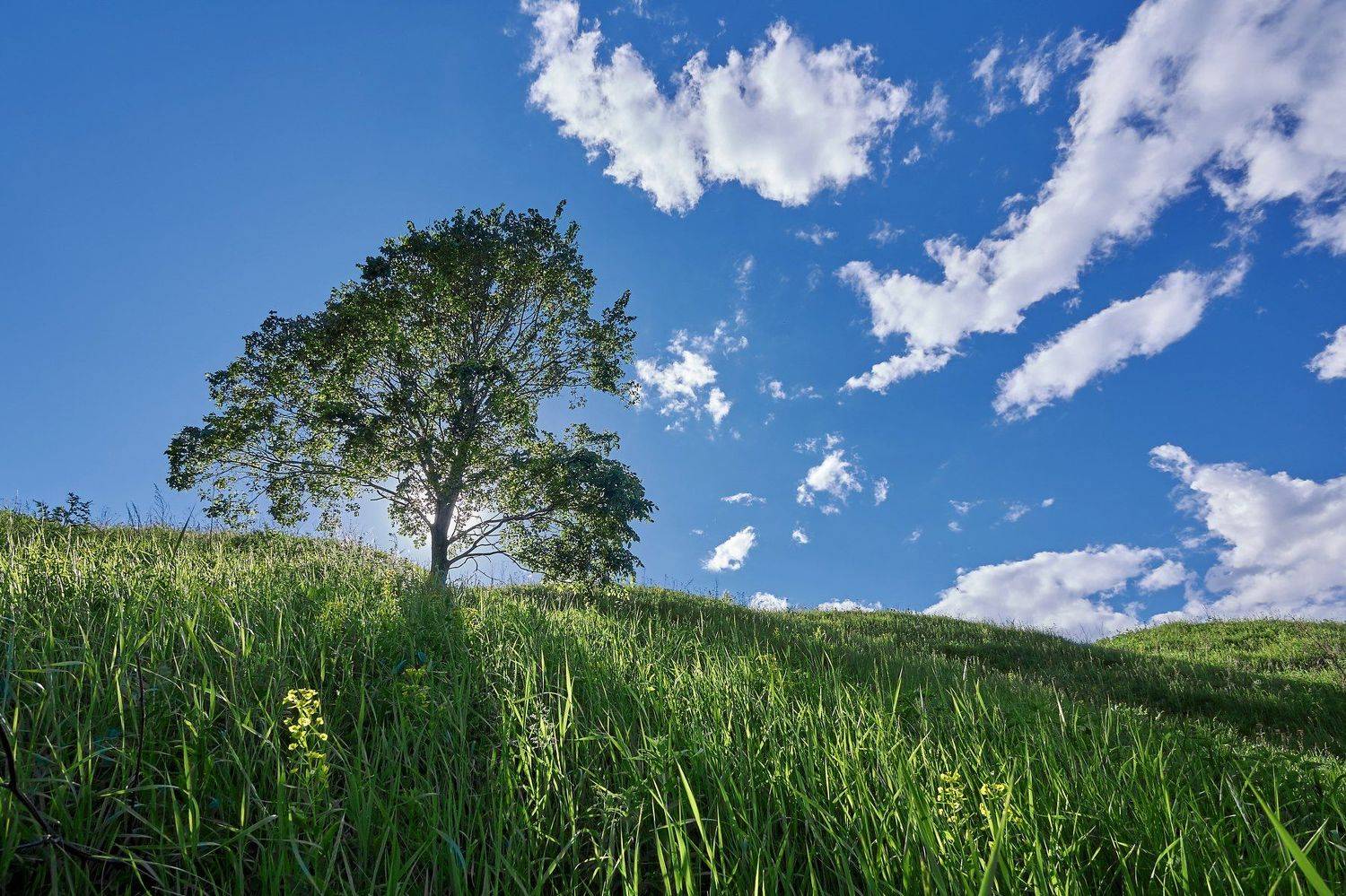 лето, пейзаж, свет, солнце, парк, Москва, sj-13, , Конев Сергей