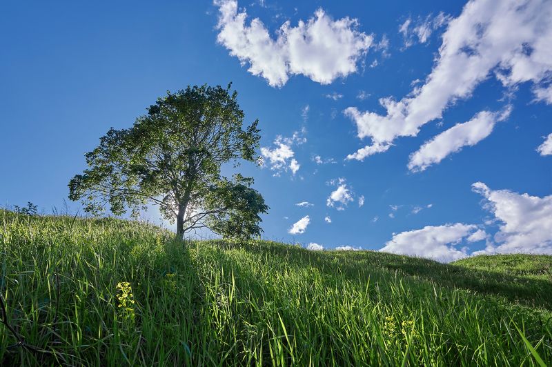 лето, пейзаж, свет, солнце, парк, Москва, sj-13,  Ностальгия по лету фото превью