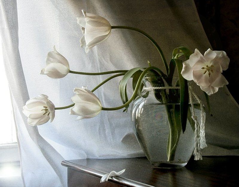 Натюрморт, Фотонатюрморт, Цветы К свету фото превью