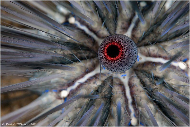 Модник фото превью