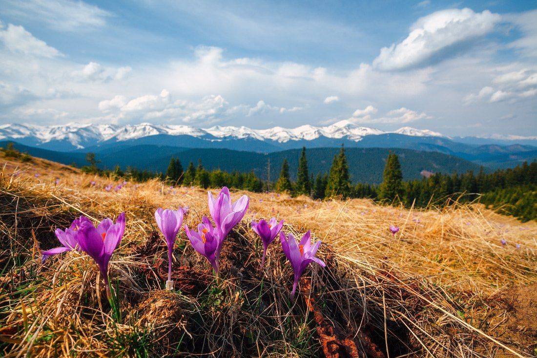 , Ярослав Тюрменко (Jaremi)