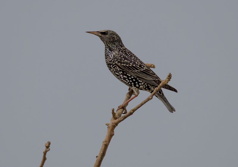 скворушка фото превью