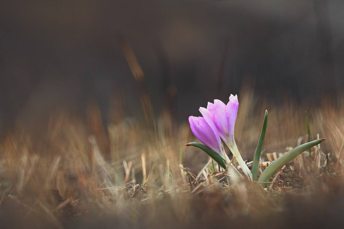 брандушка, разноцветная, bulbocodium, versicolor, Sergii Markov