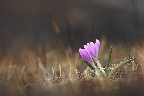 На фоне тлена