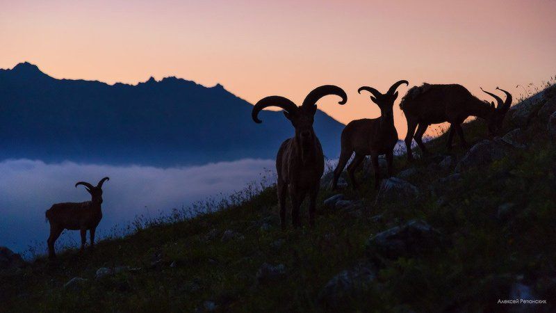 вереч, закат, горы, туры, Кавказ, Безенги, До-ми-соль-фа фото превью