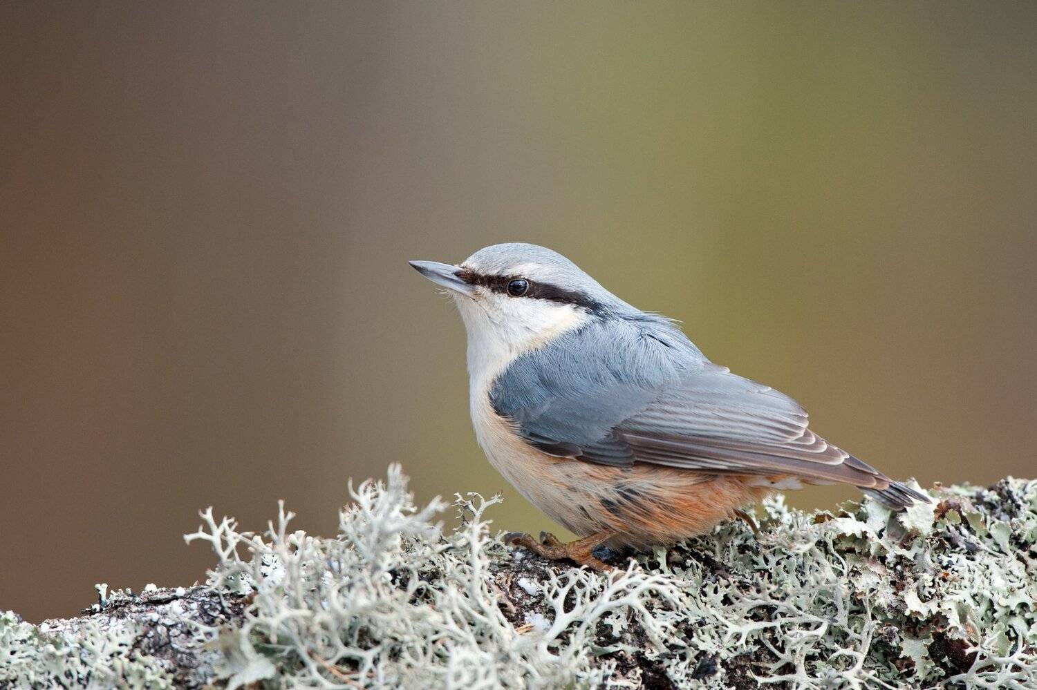, Юрий Кулаков