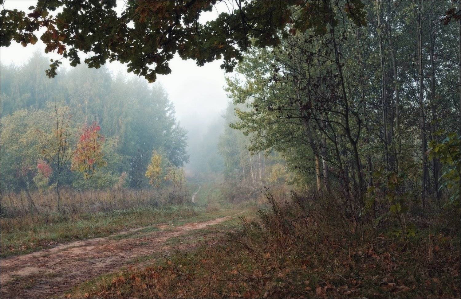 лес, осень, туман, утро, Сергей Шабуневич