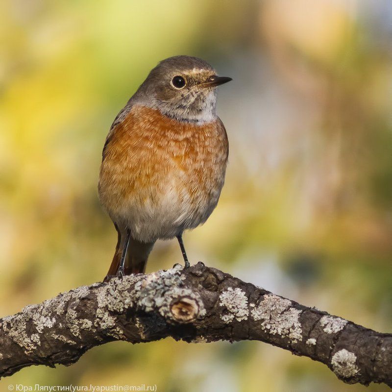 Горихвостка Redstart. фото превью