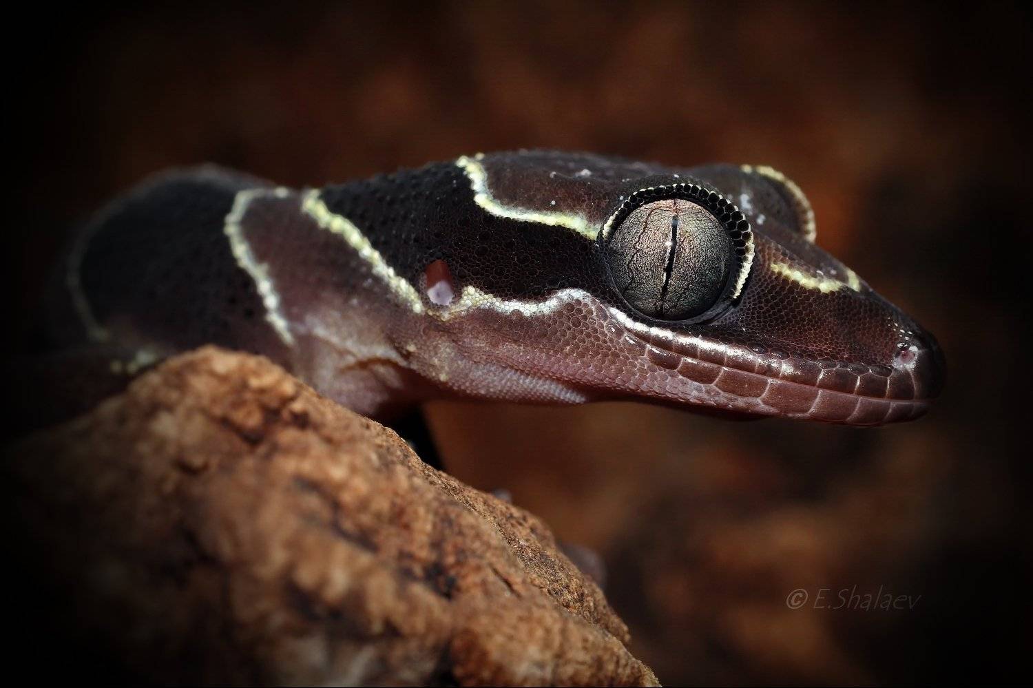 Cyrtodactylus pulchellus, Geckos, Lizards, Reptilia, Геккон, Рептилия, Циртодактилюс малайский, Ящерица, Евгений