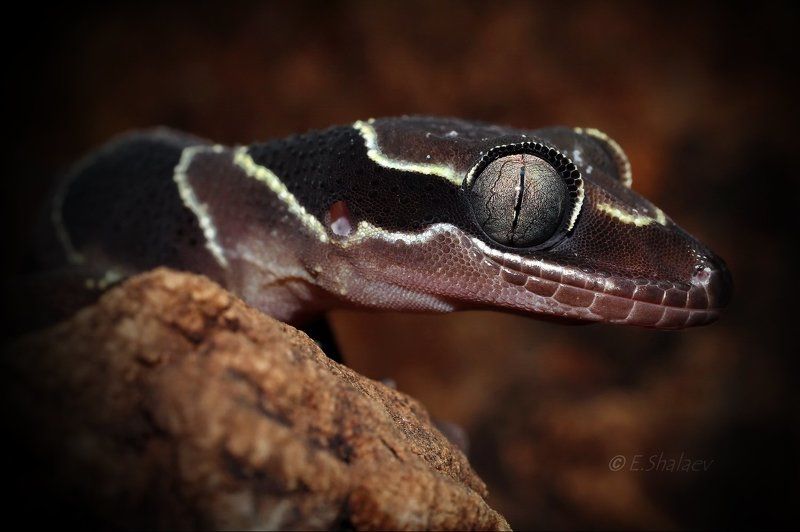 Cyrtodactylus pulchellus, Geckos, Lizards, Reptilia, Геккон, Рептилия, Циртодактилюс малайский, Ящерица Живущие в ночи 10 фото превью