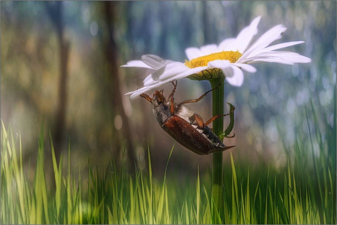 , Рудченко Анатолий