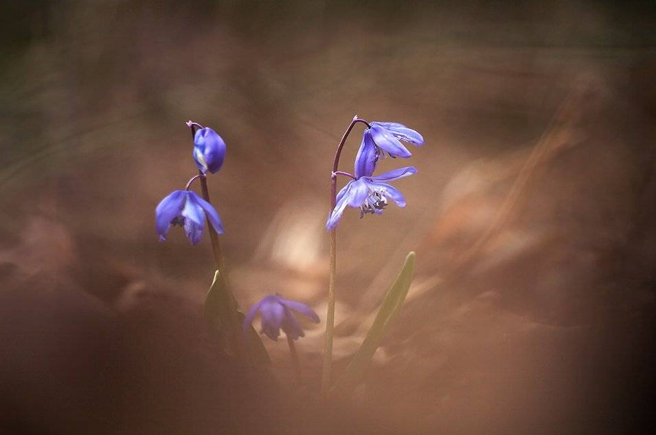 , Иваненко Светлана
