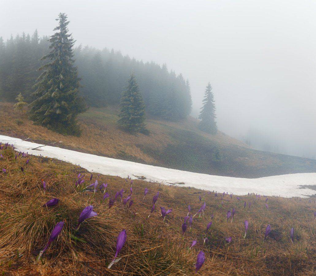 , Ярослав Тюрменко (Jaremi)