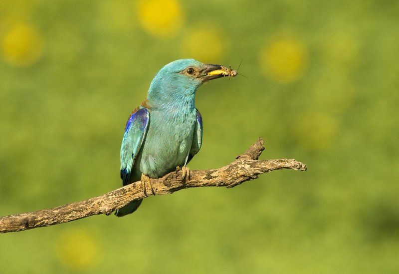 Сизоворонка фото превью