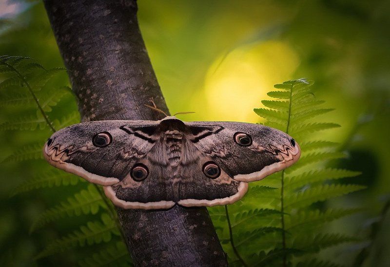 Королевна. фото превью